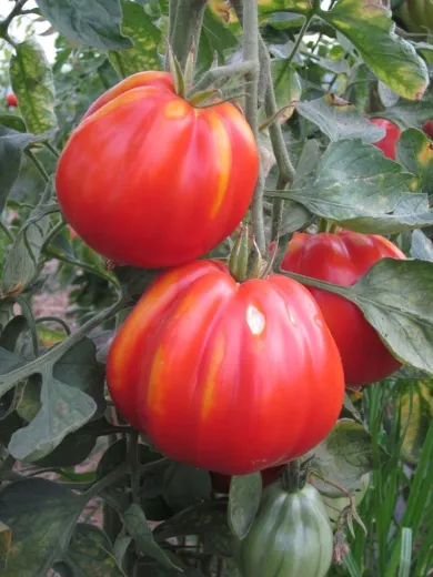 Stierblut, Bio Stierblut, Bio