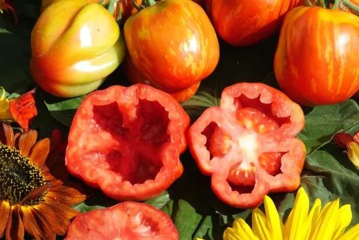 Striped Cavern (Die Hohle), Bio Striped Cavern (Die Hohle), Bio