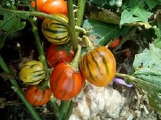 Striped Toga, Bio Striped Toga, Bio