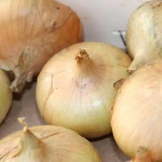 Stuttgarter Riesen, Bio, Mini-Pack Stuttgarter Riesen, Bio, Mini-Pack