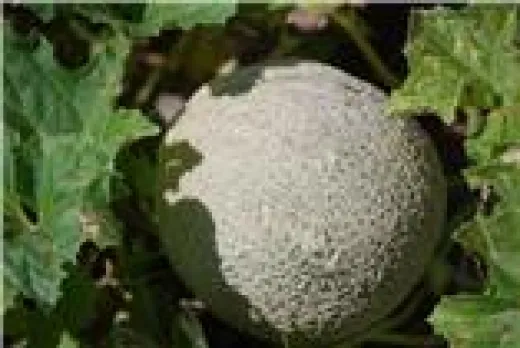 Sucrin de Tours, Bio Sucrin de Tours, Bio