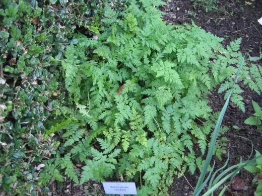 Süßdolde, Bio Süßdolde, Bio