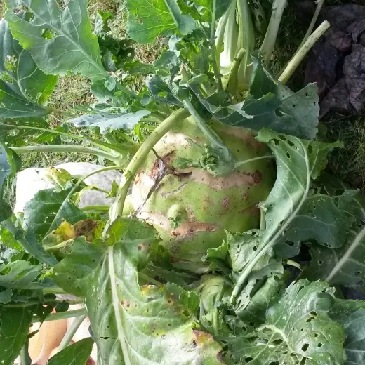 Superschmelz / Gigant, Bio Superschmelz / Gigant, Bio