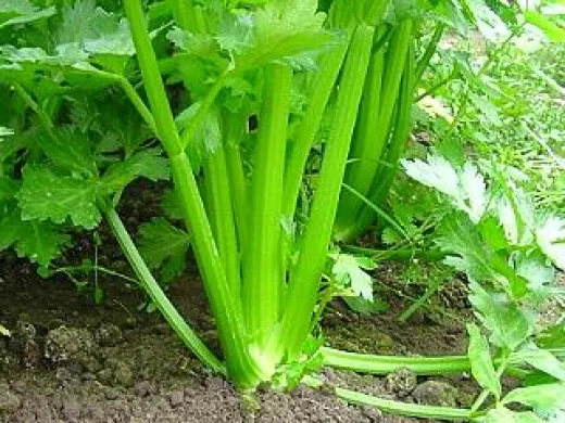 Tall Utah, Bio Tall Utah, Bio