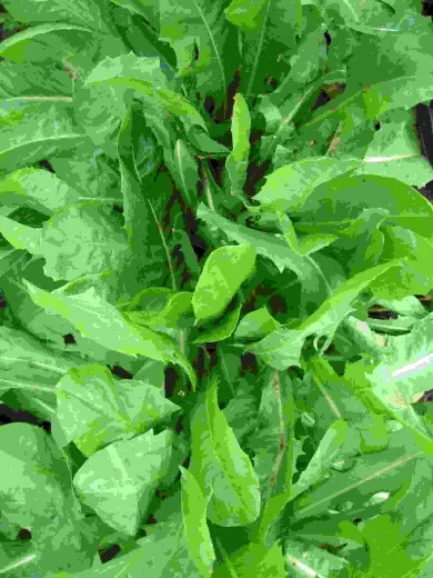 Tardivo, Bio, Mini-Pack