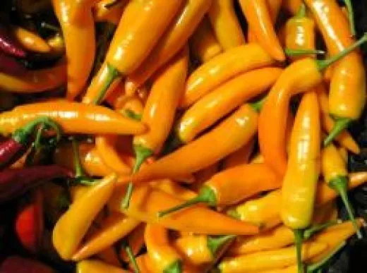 Tequilla Sunrise, Bio