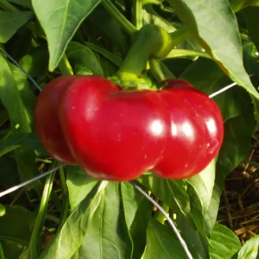 Tomatenpaprika, Bio
