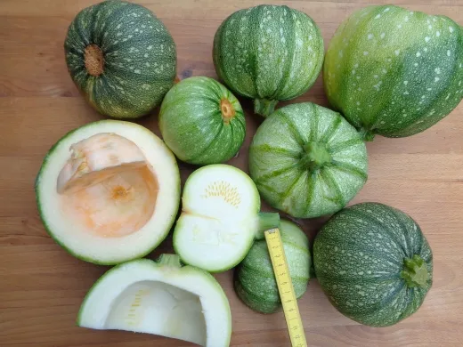 Tonda chiaro di Nizza, Bio Tonda chiaro di Nizza, Bio