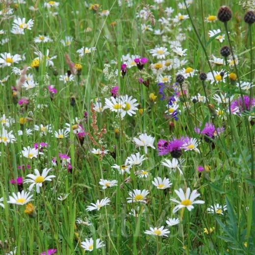 Trockenwiesenkräuter, Bio Trockenwiesenkräuter, Bio