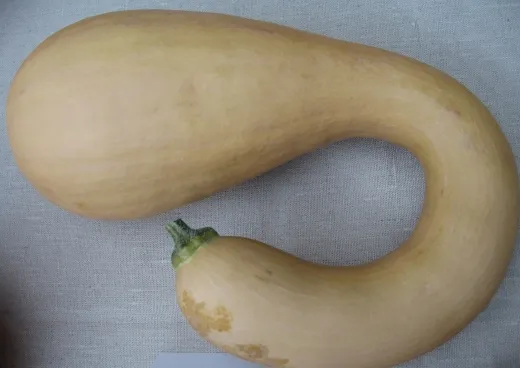 Trombolino d'Albinga, Bio