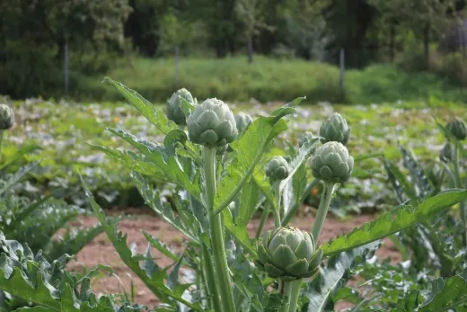 Vert de Provence, Bio Vert de Provence, Bio