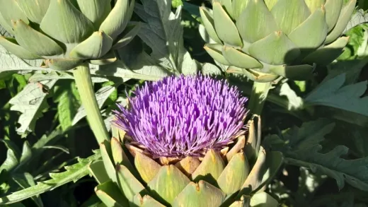 Vert de Provence, Bio