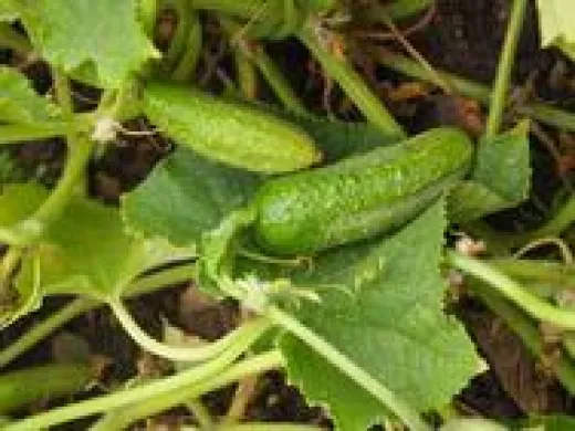 Vorgebirgstraube, Bio, Vorteilspack