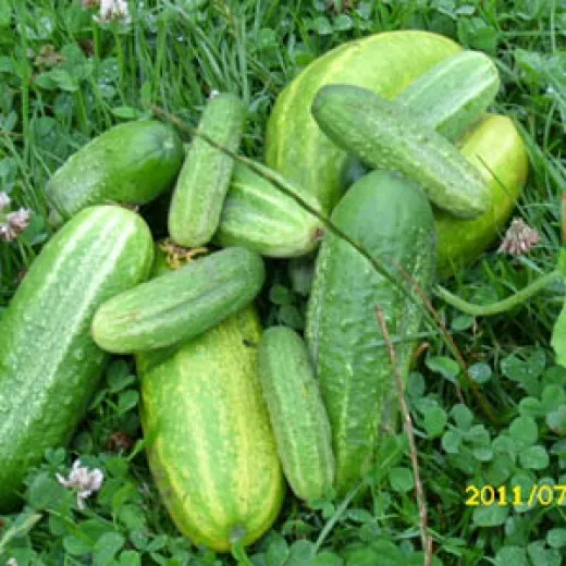 Vorgebirgstrauben, Bio Vorgebirgstrauben, Bio