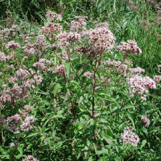 Wasserdost, Bio Wasserdost, Bio