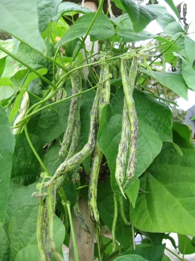 Weinländerin, Bio Weinländerin, Bio