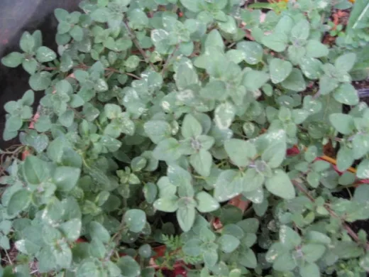 Weißblühender Borretsch, Bio Weißblühender Borretsch, Bio