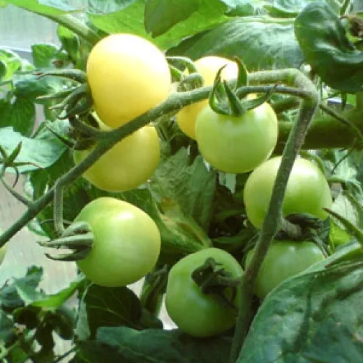 Weiße Mirabelle, Bio