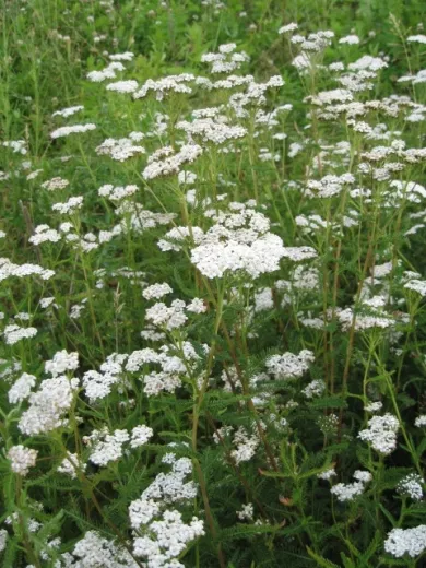 Weiße Schafgarbe, Bio Weiße Schafgarbe, Bio