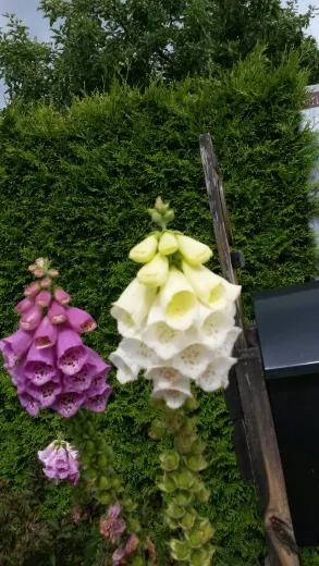 Weißer Fingerhut, Bio