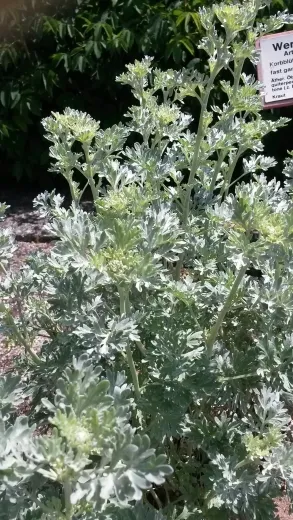 Wermut, Bio Wermut, Bio