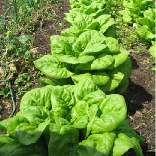 Wiener Maidivi, Bio Wiener Maidivi, Bio