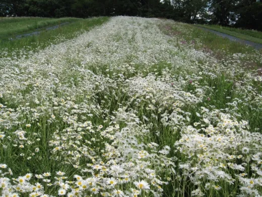 Wiesen-Margerite, Bio
