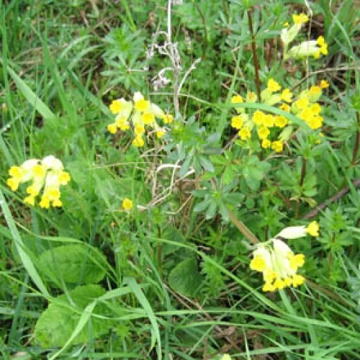 Wiesen-Schlüsselblume, Bio