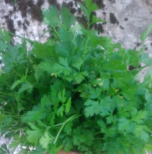 Wildpetersilie Christiansoe