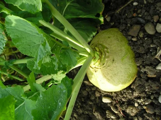 Wilhelmsburger Kohlrübe, Bio