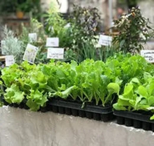 Winterharte Salate-Mischung, Bio