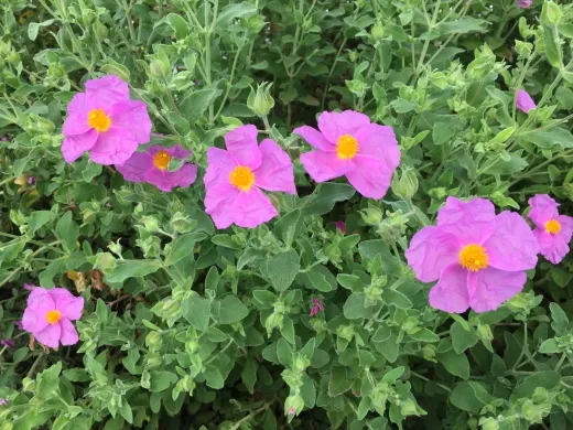 Zistrose, Bio Zistrose, Bio