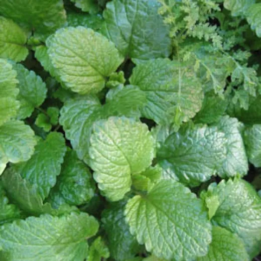 Zitronenmelisse, Bio Zitronenmelisse, Bio