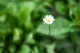 Gänseblümchen, Bio