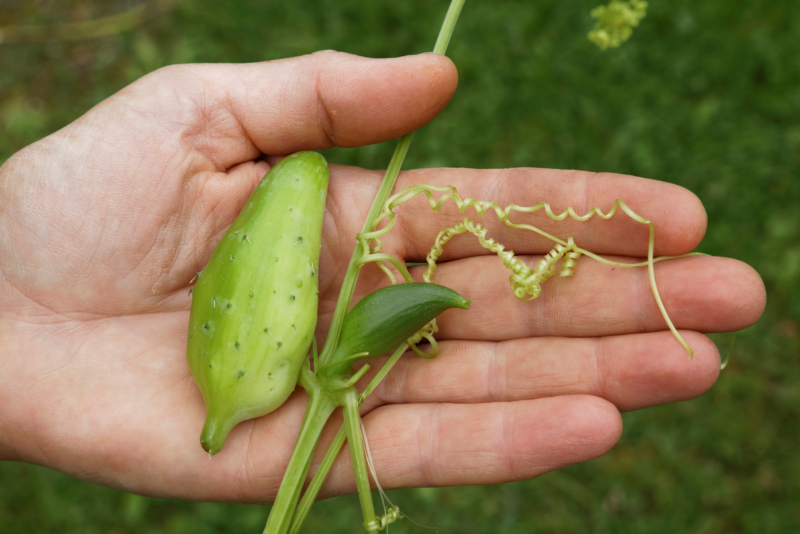 Cyclanthere, Bio