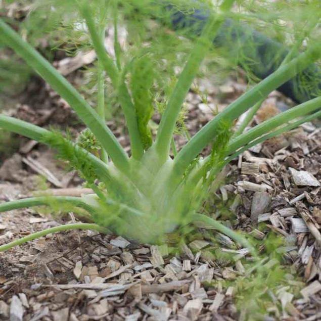 Süßer Florenzer Fenchel, Bio