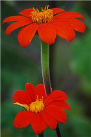 Mexikanische Sonnenblume, Bio