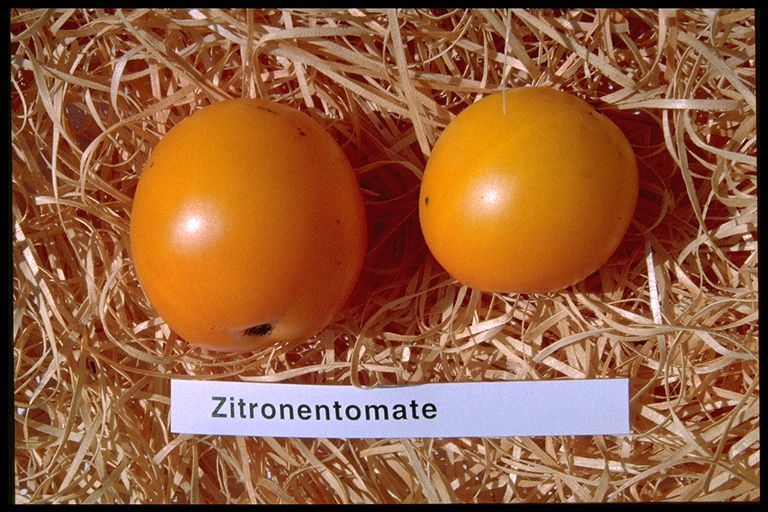 Zitronentomate, Bio