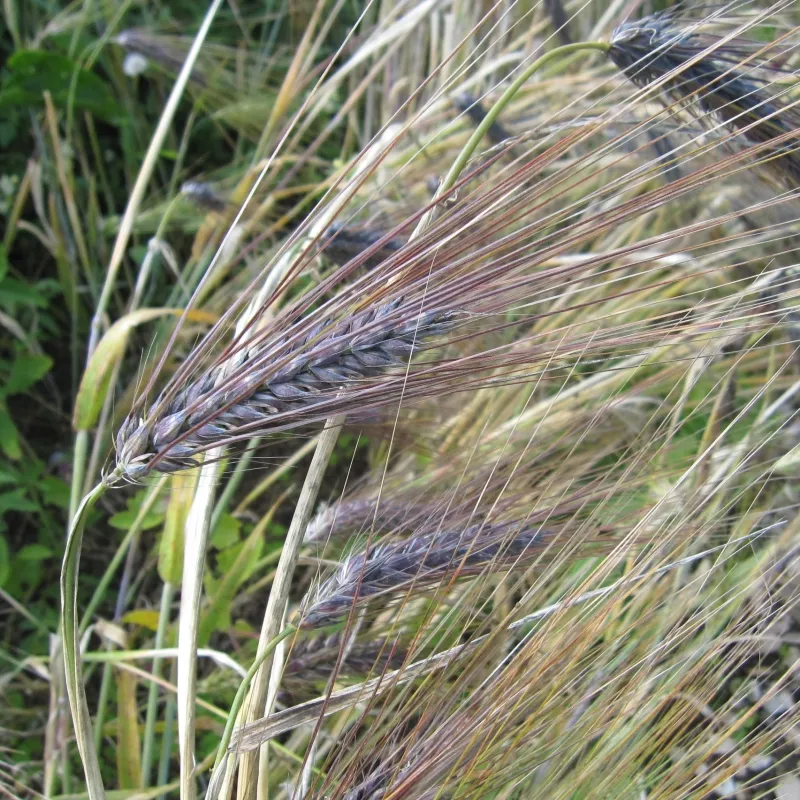 thiopische Schwarze Gerste, Bio-Saatgut kaufen - Bio Saatgut, Samenfest,  Gemse Biosaatgut