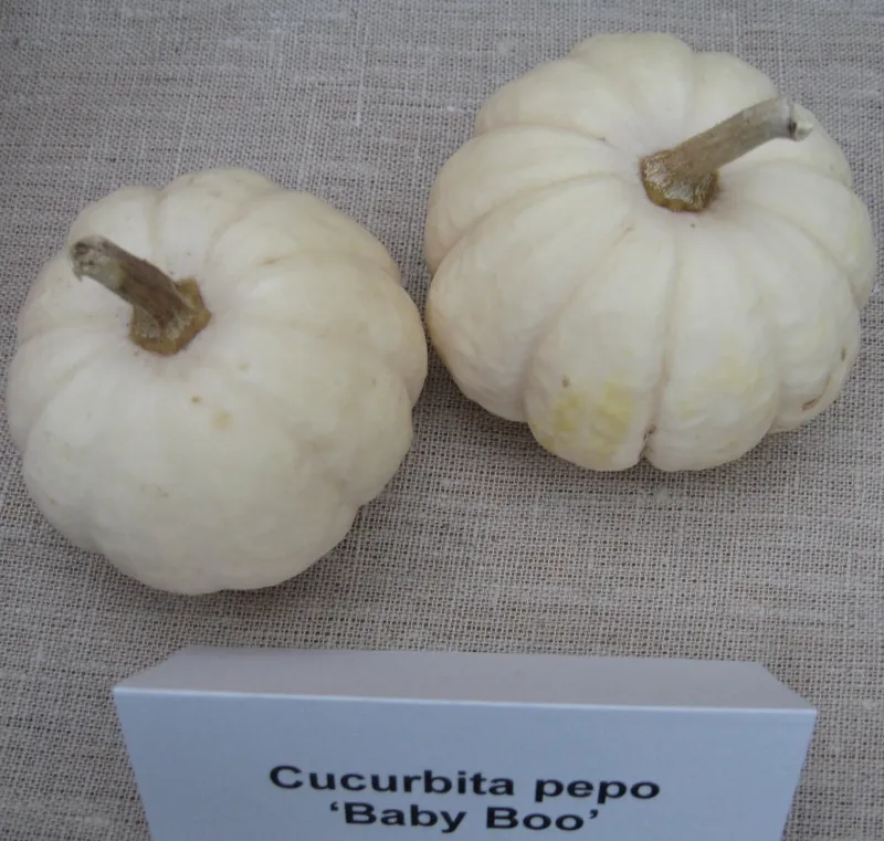 Baby Boo, Bio-Saatgut kaufen - Bio Saatgut, Samenfest, Gemüse Biosaatgut