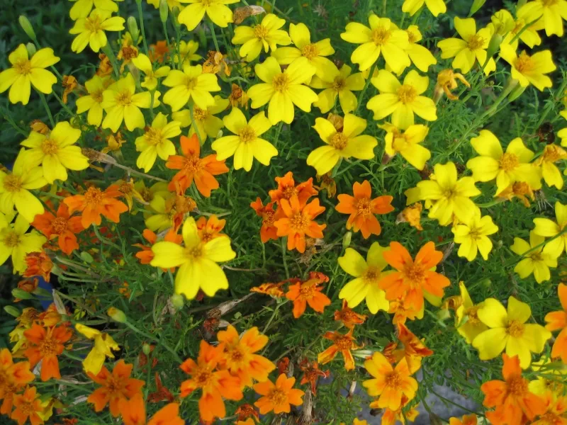 Gewrztagetes-Mix, Bio-Saatgut kaufen - Bio Saatgut, Samenfest, Gemse  Biosaatgut