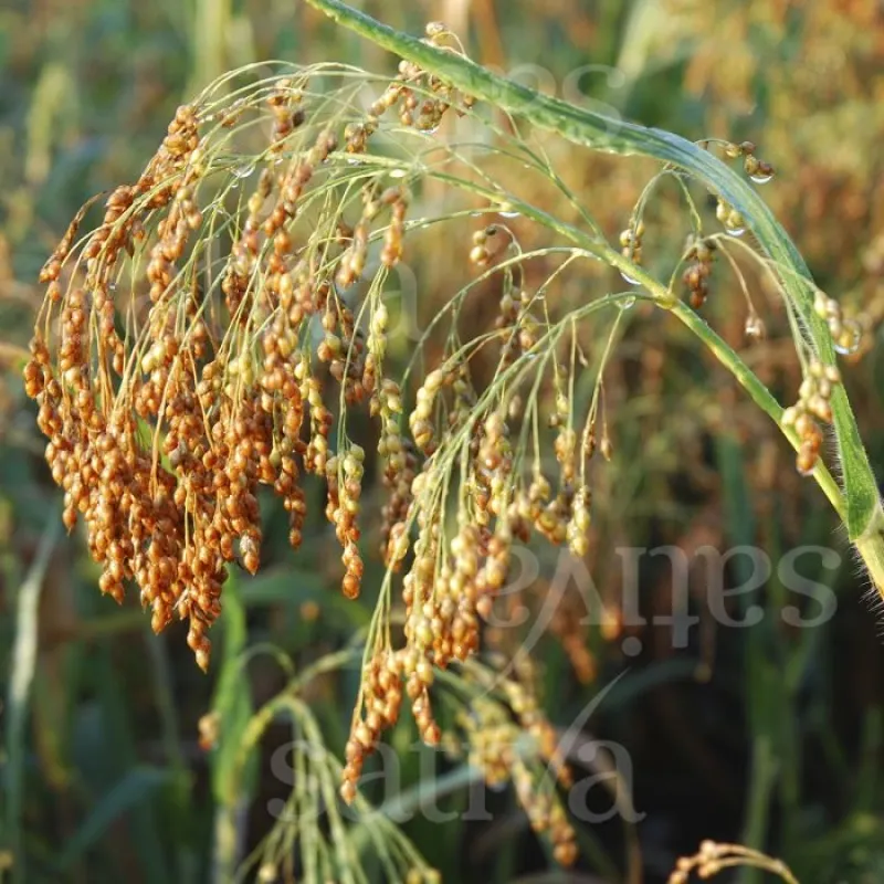 Goldhirse, Bio-Saatgut kaufen - Bio Saatgut, Samenfest, Gemse Biosaatgut