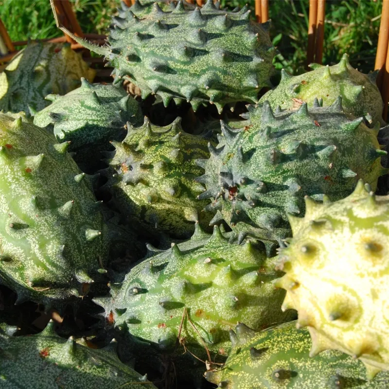 Kiwano, Bio-Saatgut kaufen - Bio Saatgut, Samenfest, Gemse Biosaatgut