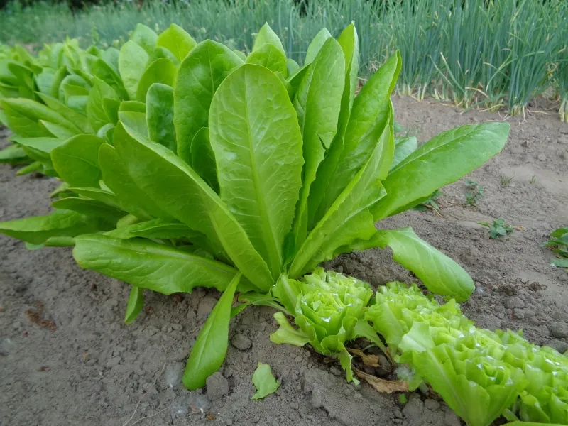 Ochsenzunge, Bio-Saatgut kaufen - Bio Saatgut, Samenfest, Gemse Biosaatgut