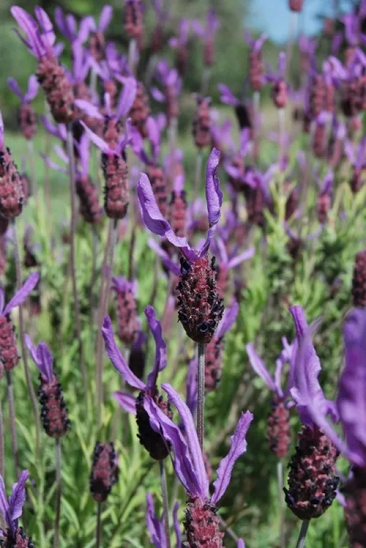 Spanischer Lavendel, Saatgut kaufen - Bio Saatgut, Samenfest, Gemse  Biosaatgut