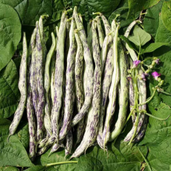 Vigneronne Mangetout, Bio