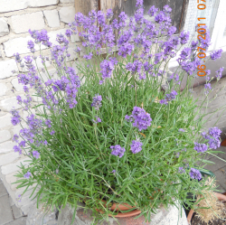 Lavendel, Bio