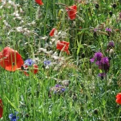 Ackerwildkräuter, Bio