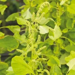 Amaranth White Leaf, Bio