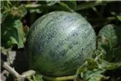 Amerikanische Ananas, Bio